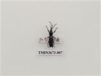 藏品(象鼻蟲(1))的圖片